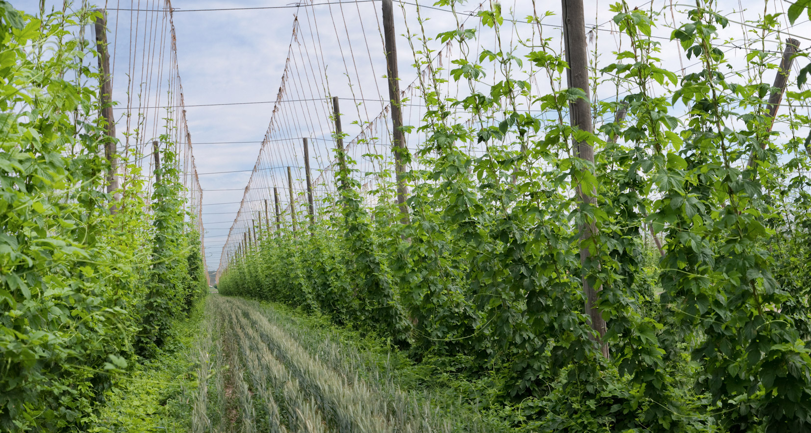 Hops Farming, Growing, & Purchasing | Hopsteiner | Our Hop Process