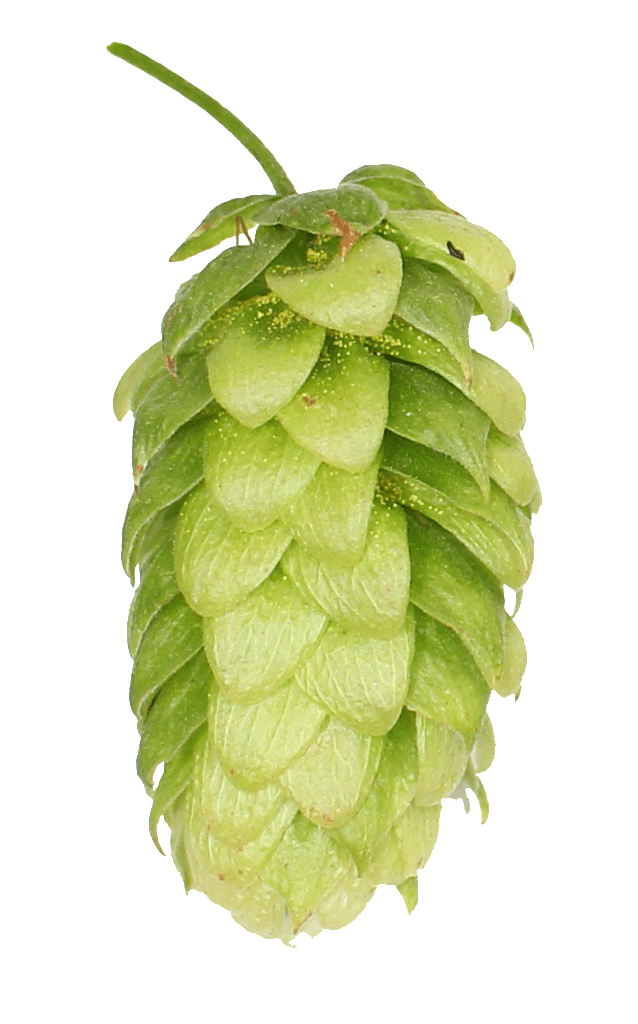 from extract how pdf image Different  Hop Hopsteiner  Profiles Hops  Explore