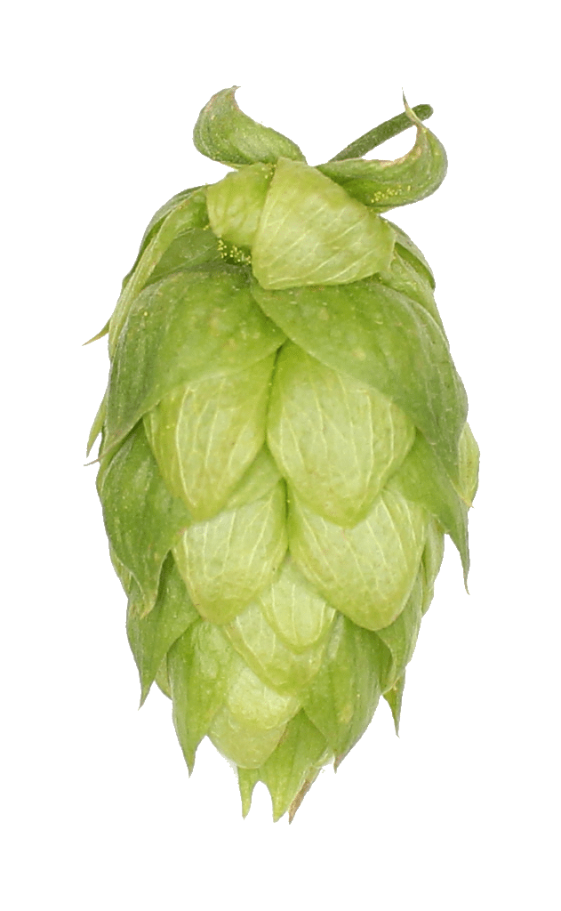 pictures from pdf how extract Hop  Hopsteiner Different    Explore Profiles Hops