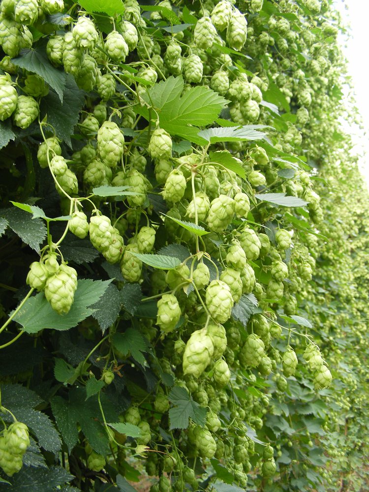 Explore Different Hops | Hopsteiner | Hop Profiles